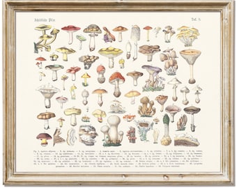 Mushrooms illustration. Vintage botanical prints. Non edible and psychotropic mushrooms. 1880. Digital Download