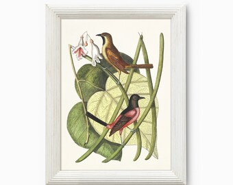 Mark Catesby Bird Print: 18th Century Natural History (Digital Download)