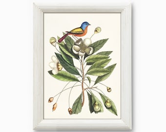Painted Finch Print: 18th Century Natural History Art (Digital Download)