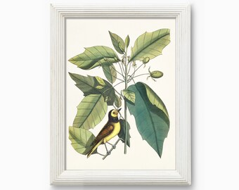 Antique Bird Print: Hooded Titmouse by Mark Catesby (Digital Download)