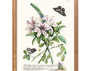Vintage Butterfly Botanical Print, Antique Flower Illustration, Georg Ehret Style Nature Art (Digital Download)