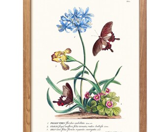 Botanical Flower & Butterfly Print, Vintage Nature Wall Art, Antique Floral Illustration (Digital Download)