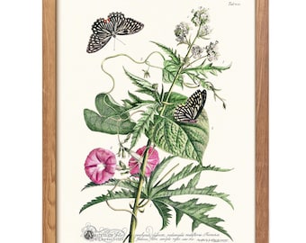 Vintage Botanical Butterfly Print, Antique Floral Illustration, Nature Wall Art, Ehret Style (Digital Download)