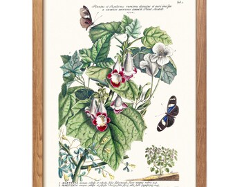 Botanical Butterfly Print, Antique Floral Illustration, Cottagecore Nature Wall Decor, Ehret Style (Digital Download)