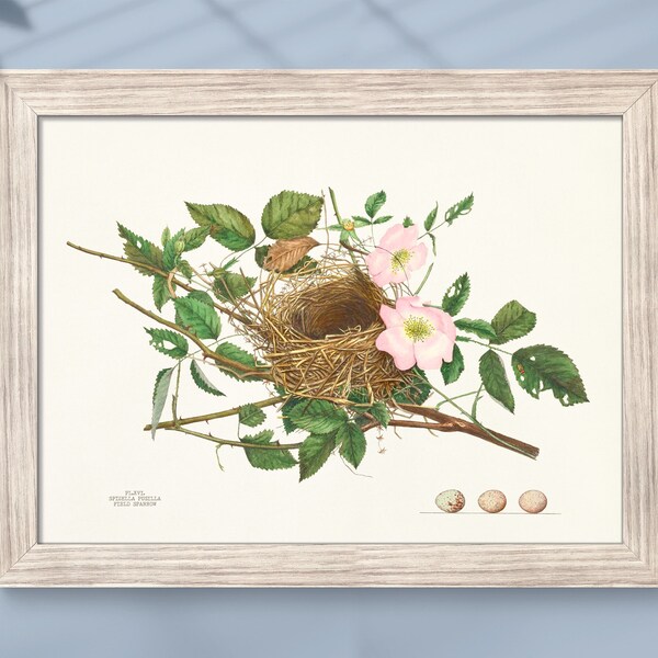 Sparrow Nest. Antique nest print. Plate from the book “Illustrations of the Nests and Eggs of Birds of Ohio”(1886). Digital Download