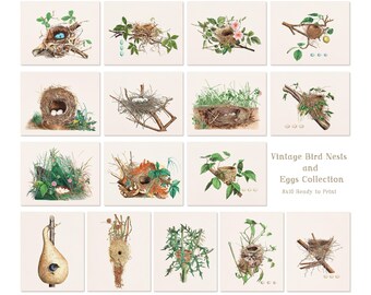 Vintage Bird Nests and Eggs Collection | Set of 16 Antique Natural History Prints | Cottagecore Wall Art | Bird Lover Gift