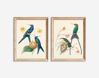 Vintage Hummingbird Wall Art Set of 2, Antique Bird Prints, Botanical Illustration, Nature Gallery Wall Decor, Digital download