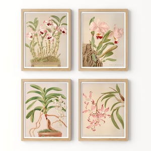 Orchids prints. Antique Illustrations of the book “Orchids. The Royal Family of Plants” by Harriet Stewart Miner, 1885. Digital download