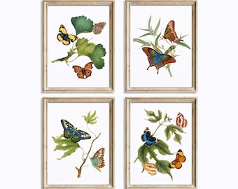 Vintage Butterfly Prints: Donovan Edward 1798 Illustrations (Digital Download)