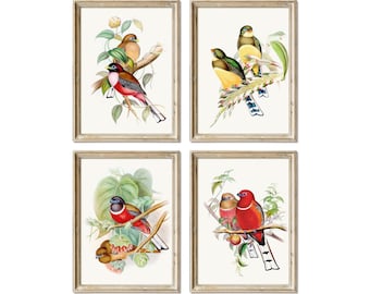 Vintage Tropical Bird Prints: John Gould Illustrations (Digital Download)