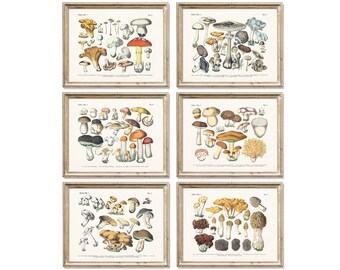 Edible Mushrooms Print: Antique German Botanical Fungi Chart (Digital Download)