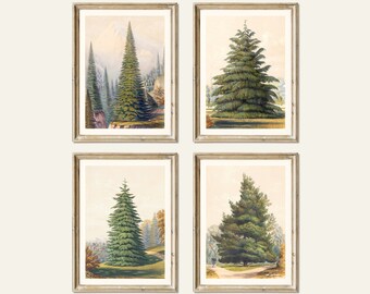Antique Pine Tree Print Set: Vintage Conifer Illustrations (Digital Download)