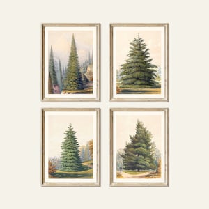Antique pine tree illustrations. Vintage coniferous print set. Plates from the book “The Pinetum Britannicum,”(1863). Digital download