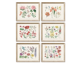 Vintage botanical prints. Floral print set. Antique German botanical flower chart. 1880. Digital Download