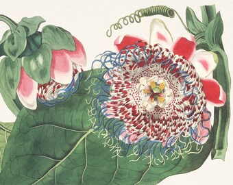 Passionflower Print. Passiflora. Antique botanical illustration of the book: The Botanical register (1815). Digital Download