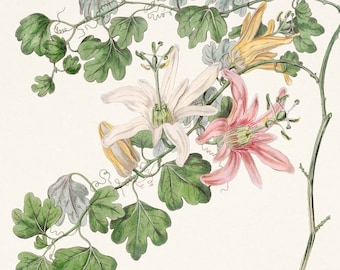 Passionflower Print. Passiflora. Antique botanical illustration of the book: The Botanical register (1815). Digital Download