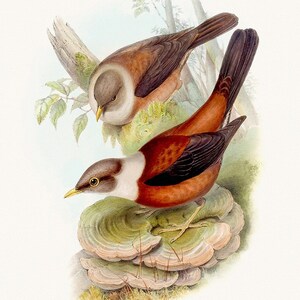 Vintage Bird Illustation. Beautiful Bird Art by John Gould. Circa 1850. Digital Download