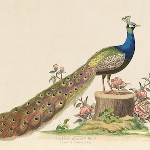 Antique Peacock print. Peacock and pink flowers. Antique bird print. Digital Download.