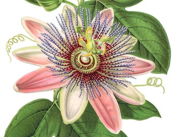 Passion Flower/Passiflora/Antique Botanical Print/Natural History. Plate fron the book  “L'Illustration horticole” (1858)/Digital Download