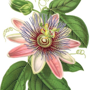Passion Flower/Passiflora/Antique Botanical Print/Natural History. Plate from the book  “L&#39;Illustration horticole” (1858)/Digital Download