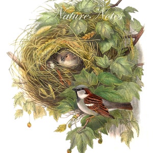 House Sparrow Nest. Wall art. 19th century vintage birds illustration. Victorian Art, Natural History, Nature. Instant download.