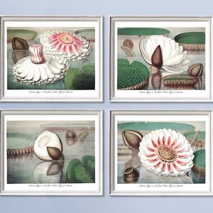 May include: Four vintage botanical illustrations of water lilies in bloom. Each illustration features a white water lily with green lily pads and a brown seed pod. The illustrations are framed in white.