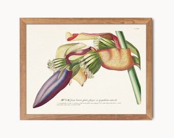 Banana Flower. Vintage botanical print by Georg Dionysius Ehret (1750). Digital Download