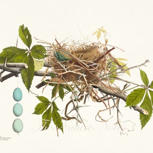 Cuckoo Nest. Antique nest print. Plate of the book “Illustrations of the Nests and Eggs of Birds of Ohio”(1886). Digital Download