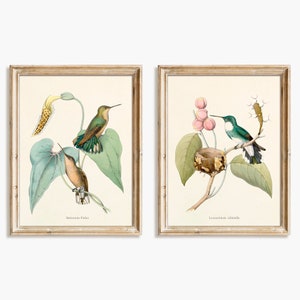 Hummingbird print set. Antique french illustrations of hummingbirds by Louis Victor Bevalet -  Set #3 - Digital download