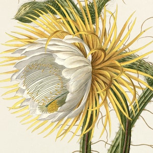 Night Blooming Cereus. Queen of the Night. Vintage flower print from the book “Plantae Selectae” by Georg Dionysius Ehret. Digital Download