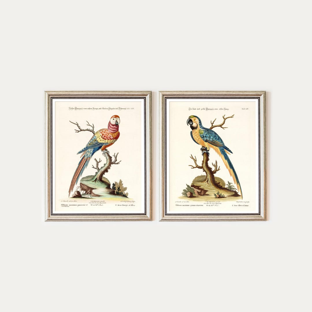 コンゴウインコの版画セット。オウム。ジョージ・エドワーズによる