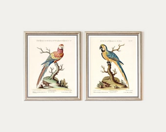 Macaws print set. Parrots. Antique illustrations of Macaws by George Edwards - 1772 -  Digital download