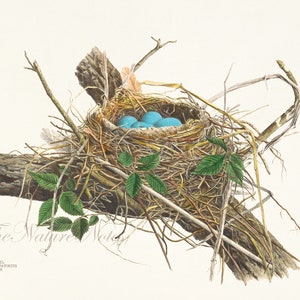 Robin Nest. Antique nest print. Plate from the book “Illustrations of the Nests and Eggs of Birds of Ohio”(1886). Digital Download