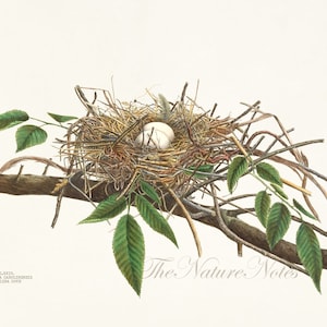 Carolina Dove Nest. Antique nest print. Plate from the book “Illustrations of the Nests and Eggs of Birds of Ohio”(1886). Digital Download