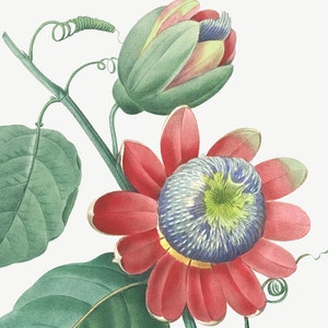 Flower print. Passion Flower. Antique Botanical Art illustrated by Pierre Joseph Redouté  (1833). Digital Download
