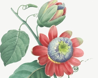 Flower print. Passion Flower. Antique Botanical Art illustrated by Pierre Joseph Redouté  (1833). Digital Download