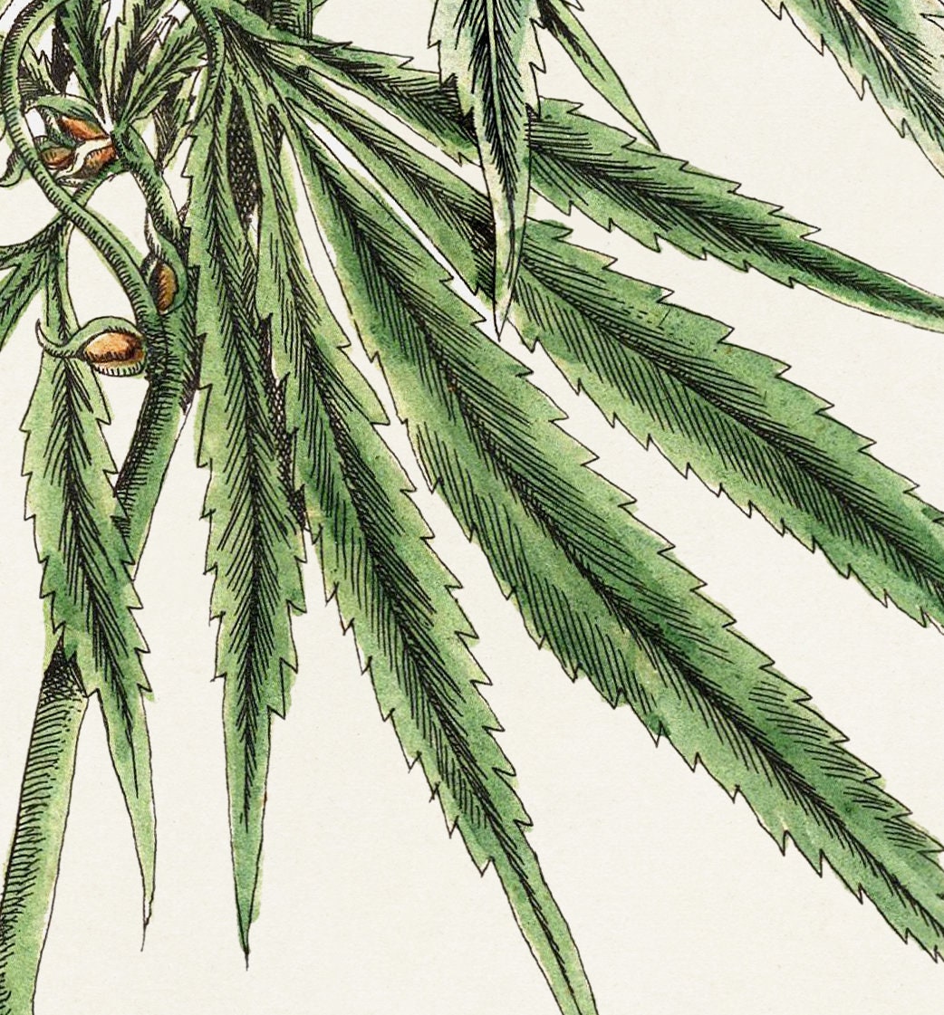 Cannabis Print Set. Marihuana Art. Antique Botanical Illustrations From ...