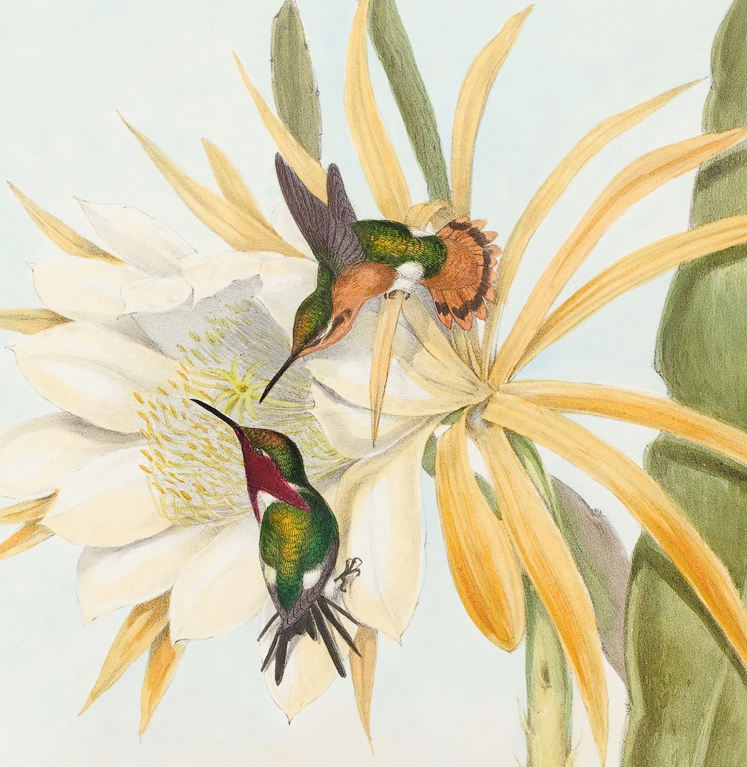 Hummingbirds Print Set. Hummingbirds, Cereus and Datura Flowers ...