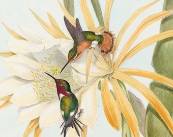 Hummingbird Print Set: Vintage John Gould Floral Illustrations (Digital Download)