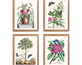 Vintage Botanical Butterfly Art Print Set, Antique Illustrations (Digital Download)-Set 2