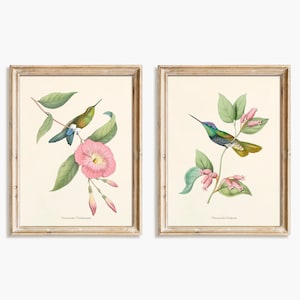 Hummingbird print set. Antique french illustrations of hummingbirds by Louis Victor Bevalet -  Set #6 - Digital download