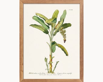 Banana Tree. Vintage botanical print by Georg Dionysius Ehret (1750). Digital Download