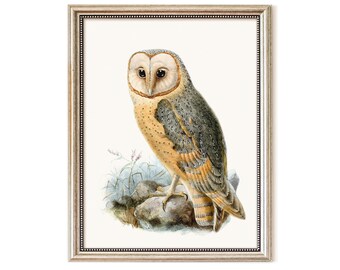 Vintage Owl Illustration Printable – 19th Century Victorian Bird Art