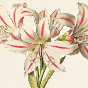 Lilio Narcissus. Vintage flower print. A beautifull plate from the book “Plantae Selectae”(1750) by Georg Dionysius Ehret. Digital Downloa