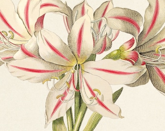 Vintage Lilio Narcissus Print: 1750 Botanical Art by Ehret (Digital Download)