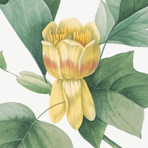 Flower print. Tulip Tree Flower. Antique Botanical Art illustrated by Pierre Joseph Redouté  (1833). Digital Download