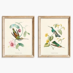 Hummingbird print set. Antique french illustrations of hummingbirds by Louis Victor Bevalet -  Set #7 - Digital download