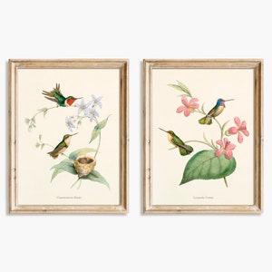 Hummingbird print set. Antique french illustrations of hummingbirds by Louis Victor Bevalet -  Set #4 - Digital download