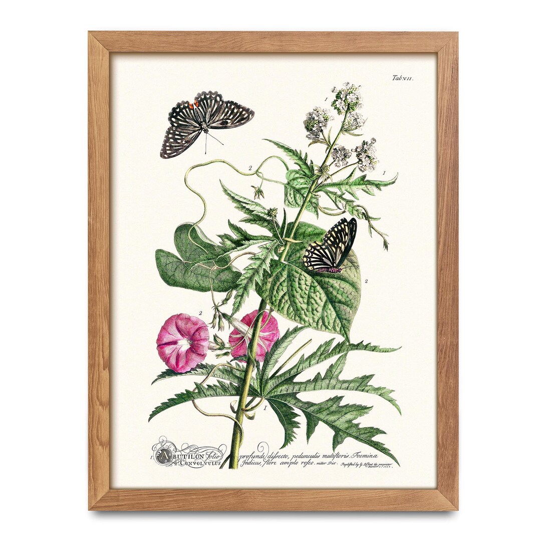 Vintage Botanical Butterfly Print, Antique Floral Illustration, Nature ...