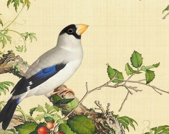 Birds / Antique Chinese birds painting by Giuseppe Castiglione (1688-1766), Italian Jesuit monk and missionary in China / Digital download